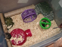 mice setup