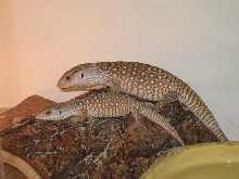 tank and tiny