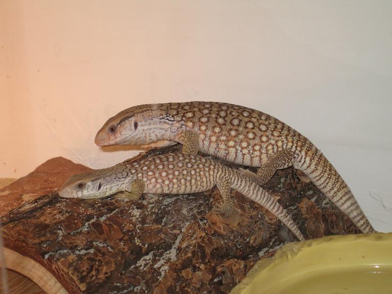tank and tiny