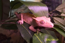 Female Crested Gecko