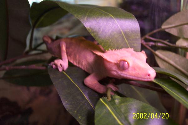 Female Crested Gecko