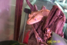 Male Crested Gecko