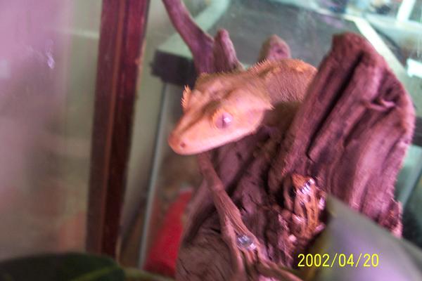 Male Crested Gecko