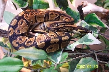 Rajah