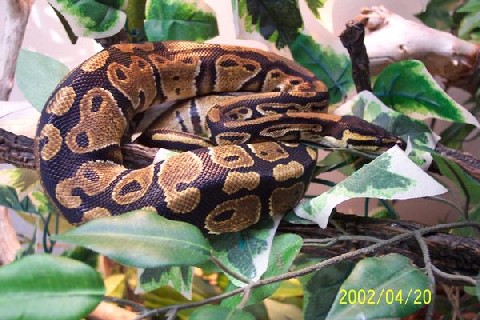 Rajah