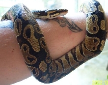 Rajah