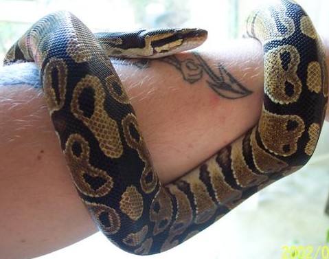 Rajah