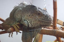 Spike