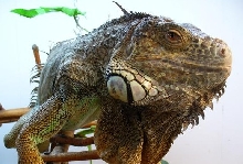 Spike
