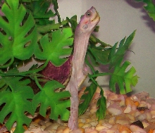 Pangshura smithii
