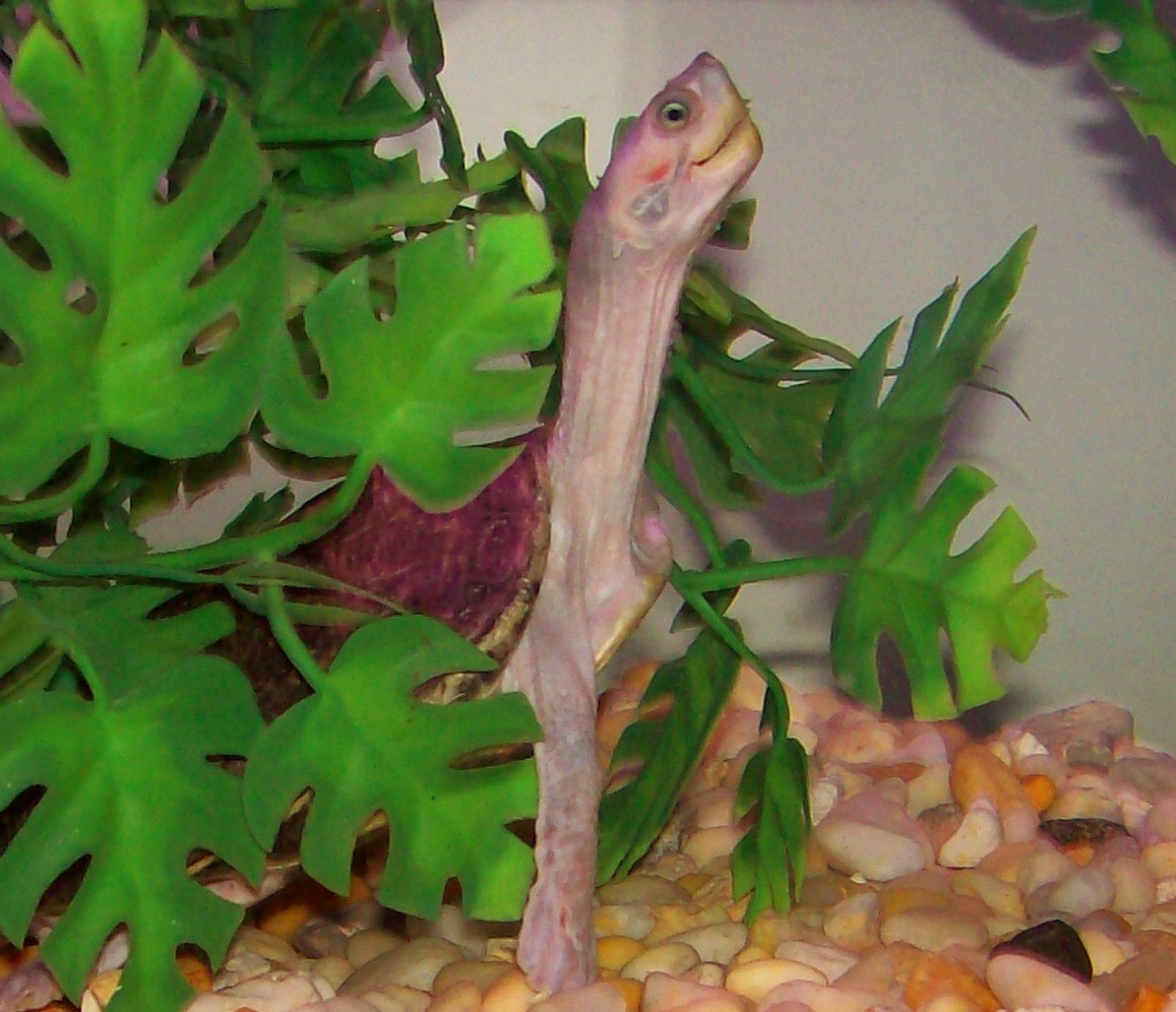Pangshura smithii