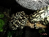 jungle carpet pair...pic#1