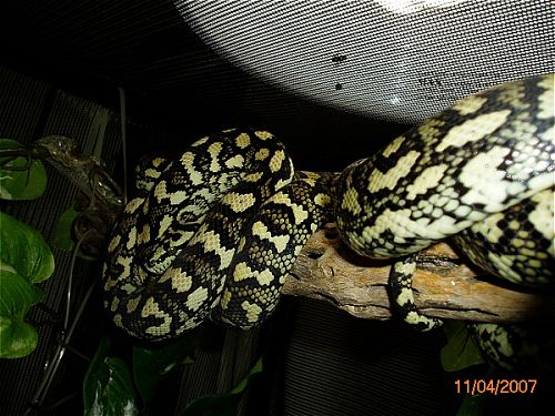 jungle carpet pair...pic#1
