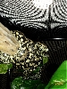 jungle carpet pair...pic#2