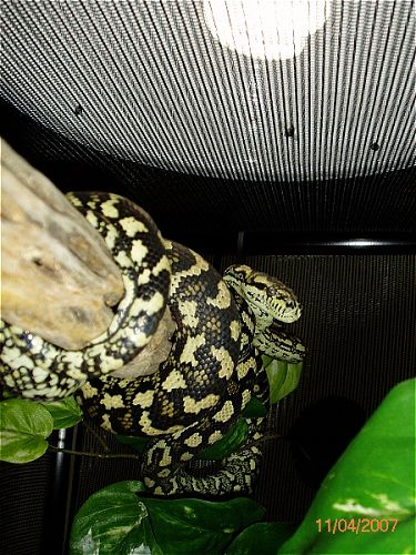 jungle carpet pair...pic#2
