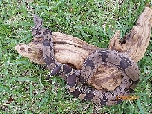 BCC-FEMALE2