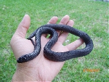 FEMALE pic#2