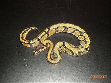 BP001F-pic1