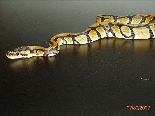 BP001F-pic2