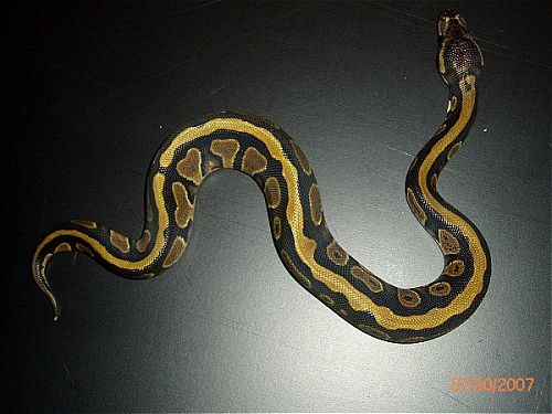 BP002M-pic1