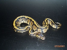 BP002M-pic2