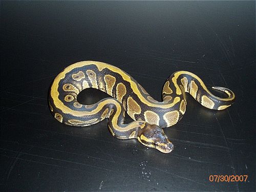 BP002M-pic2