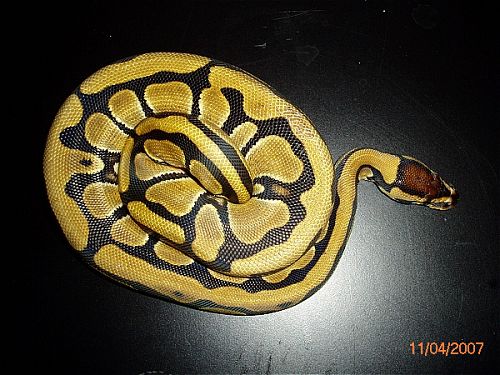 BP001F-pic5