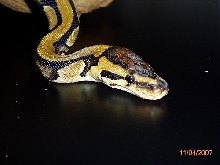 BP001F-pic6