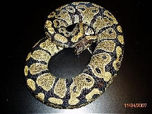 BP003F-pic3