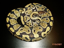 BP003F-pic4