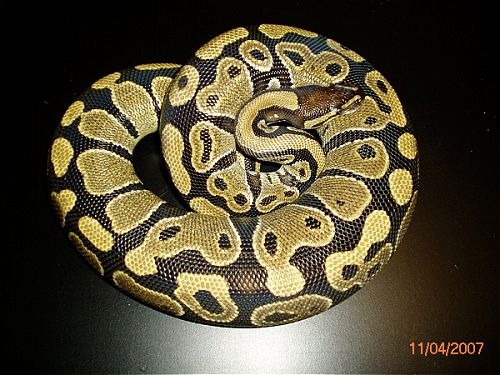BP003F-pic4
