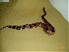 BCC-FEMALE pic#2