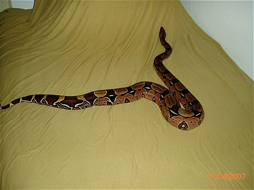 BCC-FEMALE pic#2