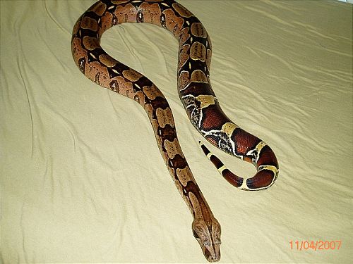 BCC-FEMALE pic#3