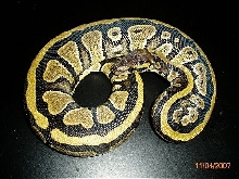 BP002M-pic5