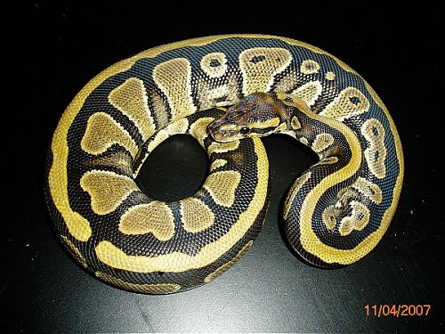 BP002M-pic5