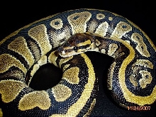 BP002M-pic6