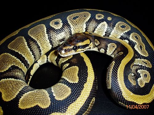 BP002M-pic6