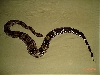 BCC-MALE pic#3