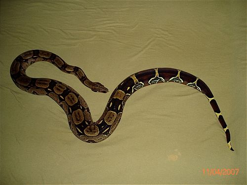 BCC-MALE pic#3