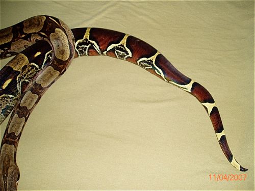 BCC-MALE pic#2