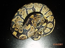BP004M-pic1
