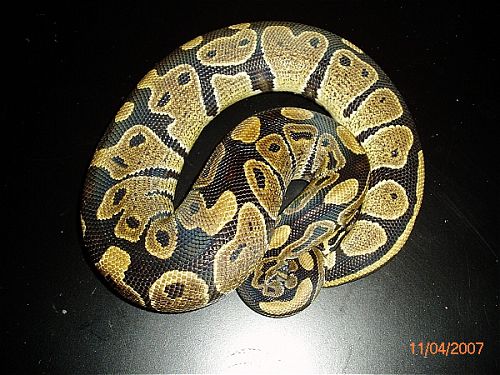 BP004M-pic1