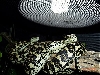 jungle carpet pair...pic#3