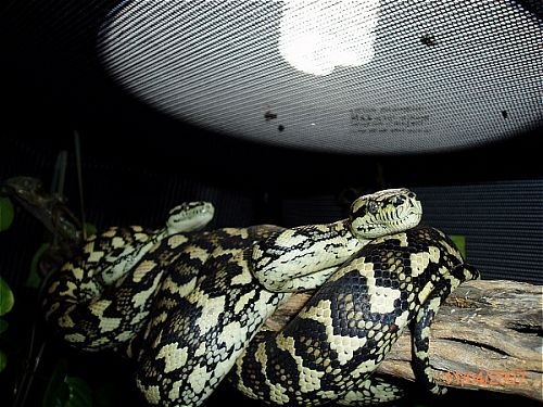 jungle carpet pair...pic#3