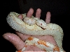 albino
