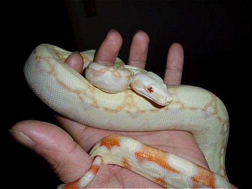 albino