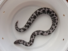 Female Anery Kenyan