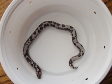 High White Anery Female Kenyan