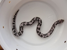 High White Anery Male Kenyan